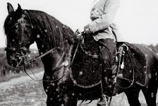 dr17_horse.jpg