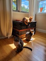 Cat Trio.jpg