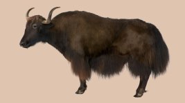 yak.jpg