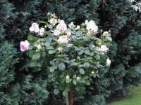 DSC06560.JPG