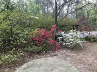IMG_0526.jpeg