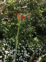 IMG_0533.jpeg