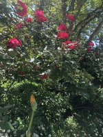 IMG_0534.jpeg