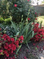 IMG_0536.jpeg
