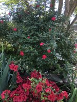 IMG_0538.jpeg