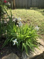 IMG_0537.jpeg