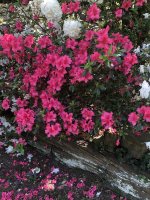 IMG_0540.jpeg