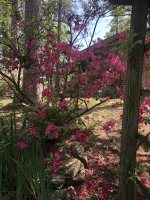 IMG_0543.jpeg