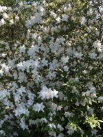 IMG_0544.jpeg