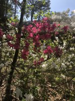 IMG_0547.jpeg