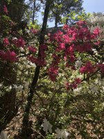 IMG_0548.jpeg