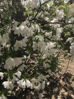 IMG_0550.jpeg