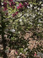 IMG_0549.jpeg