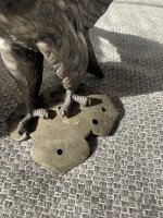 IMG_9792.jpeg