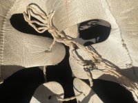 IMG_1574.jpeg
