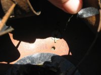 IMG_3475.jpeg