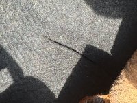IMG_2275.jpeg