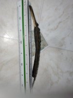 IMG_20211019_164454.jpg