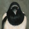 Magpie