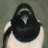 Magpie